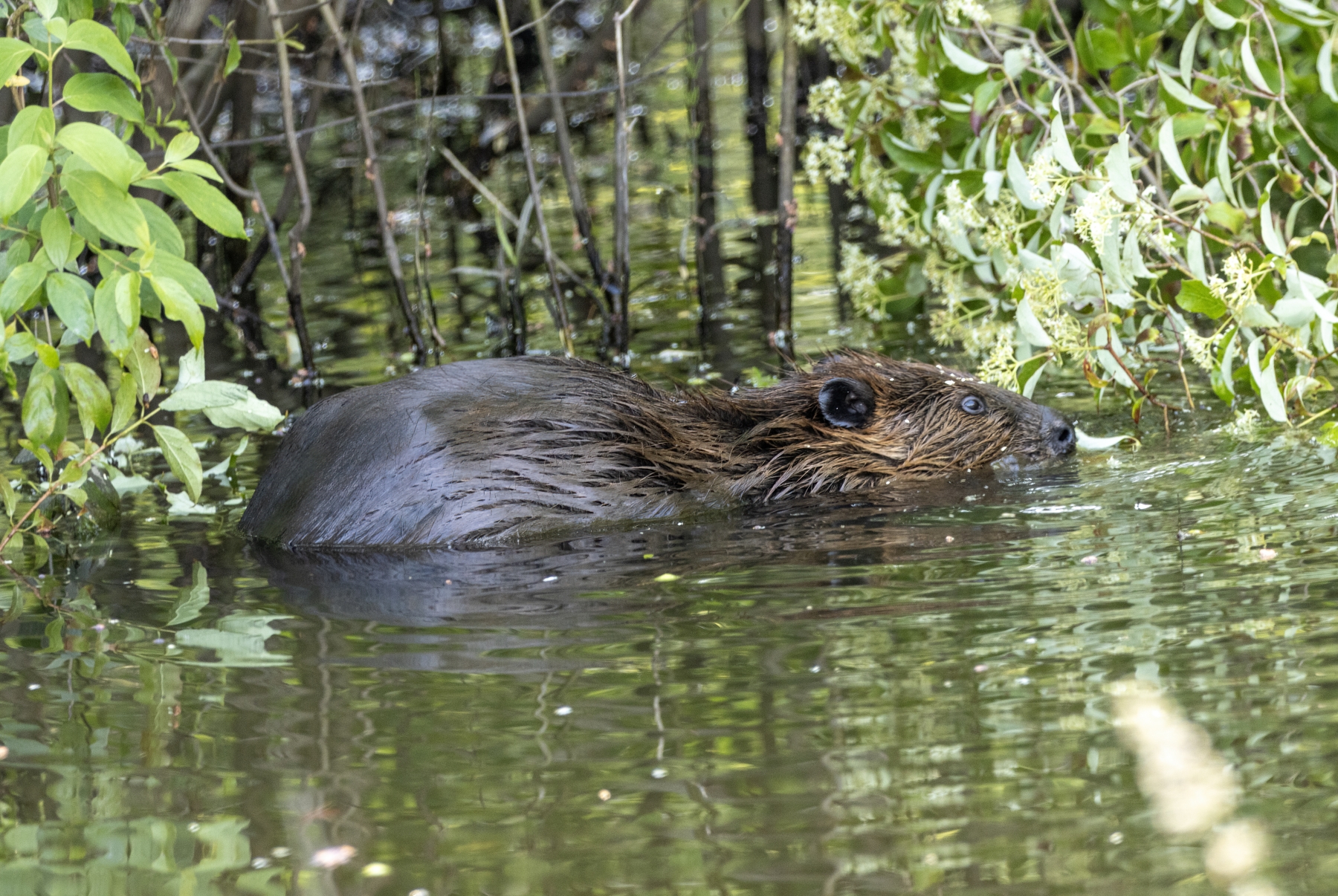 Beaver, Bristol, Vermont